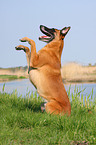 sitzender Malinois