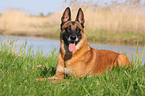 liegender Malinois