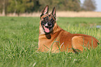 liegender Malinois