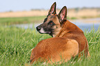 liegender Malinois