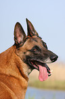 Malinois Portrait