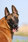 Malinois Portrait