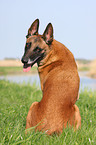 Malinois