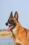 Malinois Portrait