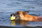 Malinois Portrait