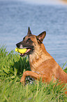 Malinois