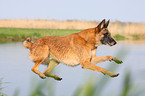 Malinois springt ins Wasser