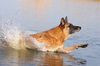 Malinois springt ins Wasser