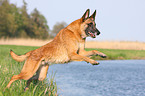 Malinois springt ins Wasser