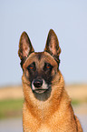 Malinois Portrait