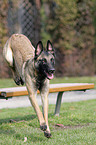 Malinois