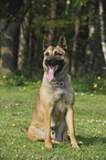 sitzender Malinois