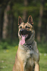 Malinois Portrait