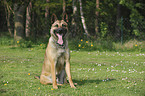 sitzender Malinois