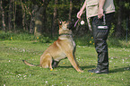 sitzender Malinois