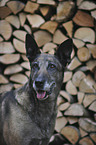 Malinois Portrait