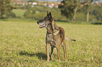 Malinois