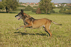 rennender Malinois