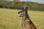 Malinois Portrait