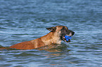 spielender Malinois