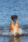 spielender Malinois