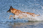 rennender Malinois