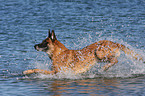 rennender Malinois