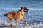 spielender Malinois