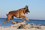 springender Malinois