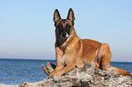 liegender Malinois