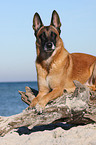 liegender Malinois