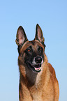 Malinois Portrait