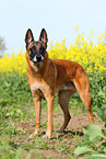 Malinois