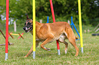 Malinois beim Agility