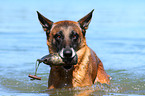 spielender Malinois