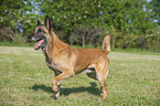 laufender Malinois