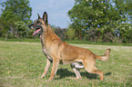 Malinois