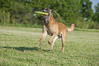 spielender Malinois