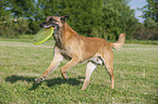 spielender Malinois