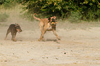 English Toy Terrier