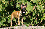 Malinois Welpe