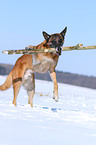 knabbernder Malinois