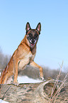 Malinois im Schnee