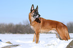 Malinois im Schnee