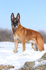 Malinois im Schnee