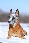 liegender Malinois