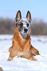 liegender Malinois