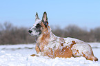 liegender Malinois