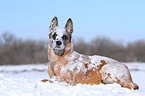 liegender Malinois