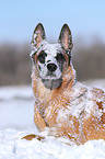 liegender Malinois